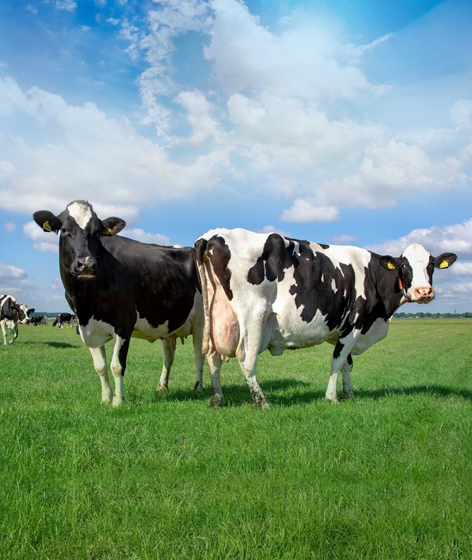 Coopermil é a maior fornecedora de leite do sistema CCGL