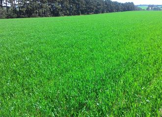 Lavoura de trigo com bom desenvolvimento, na região de Boa Vista - Giruá