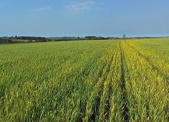Lavoura de trigo em Passo da Pedra - Giruá