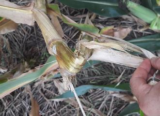 Doença de colmo provocando tombamento da planta