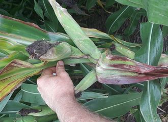 Planta com multi espigamento