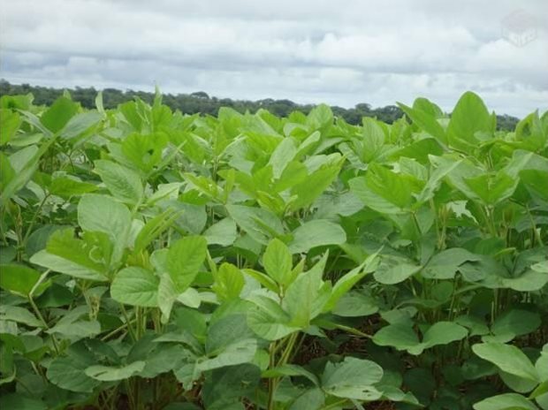 Coopermil alerta para uso consciente de agrotóxicos