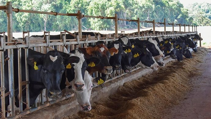 Importância dos sólidos do leite para produção e rentabilidade