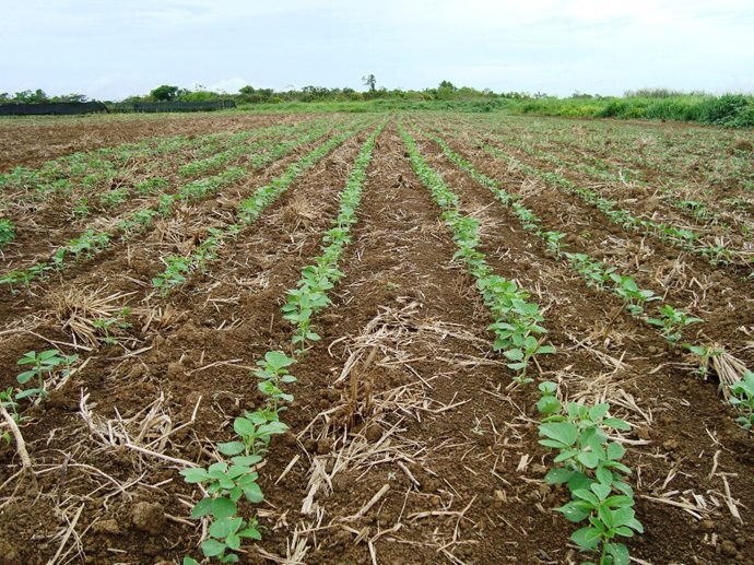 Coopermil lança campanha “Plante com Qualidade”