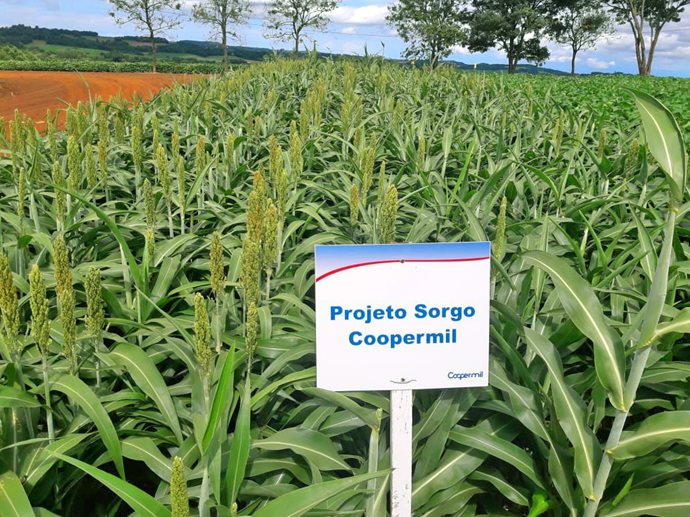 Coopermil desenvolve Programa de Plantio de Sorgo Granifero