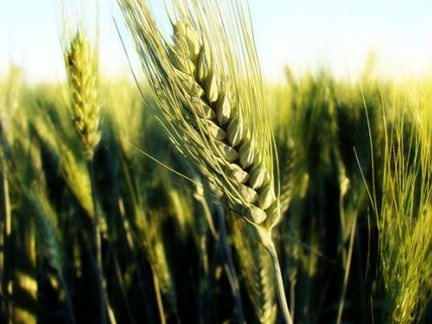Coopermil promove Dia de Campo Trigo