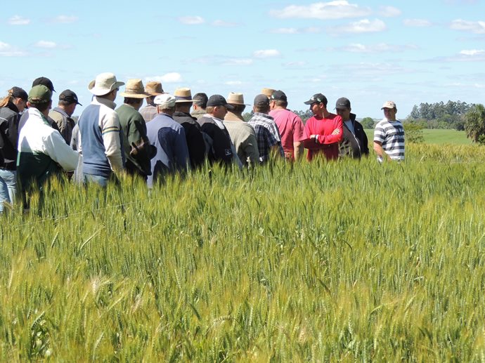 Coopermil realiza Dias de Campo Trigo