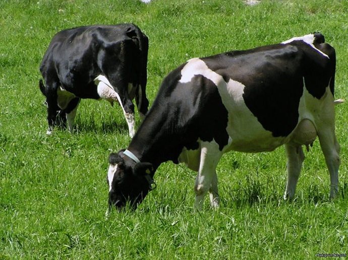 Coopermil alerta para os cuidados com resíduos no leite
