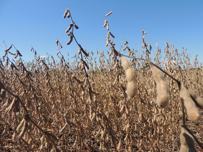 Cooperativas devem receber 45% da soja produzida no Rio Grande do Sul