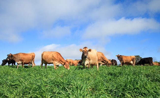 Coopermil levará produtores ao Dia de Campo CCGL