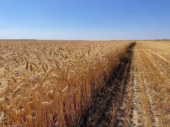 FecoAgro/RS alerta para forte redução da área de trigo e defende medidas de apoio à produção