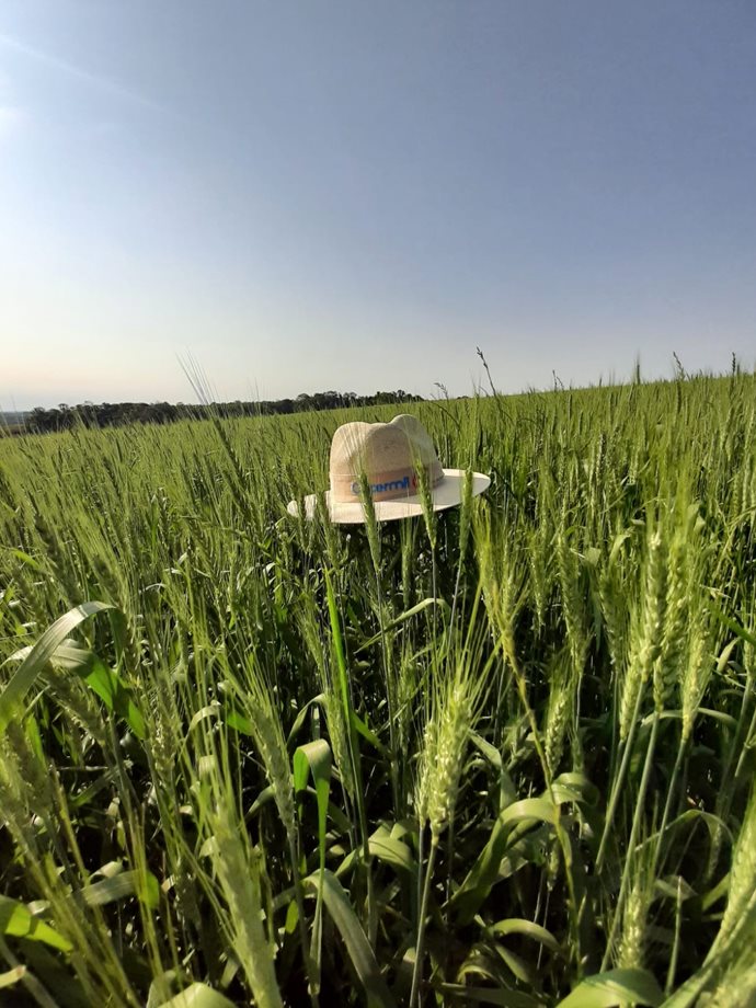 Informações sobre o Dia de Campo Cultura do Trigo da Coopermil