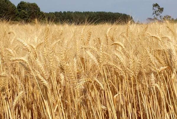 Participação em leilão garantiu comercialização parcial do trigo para a Coopermil